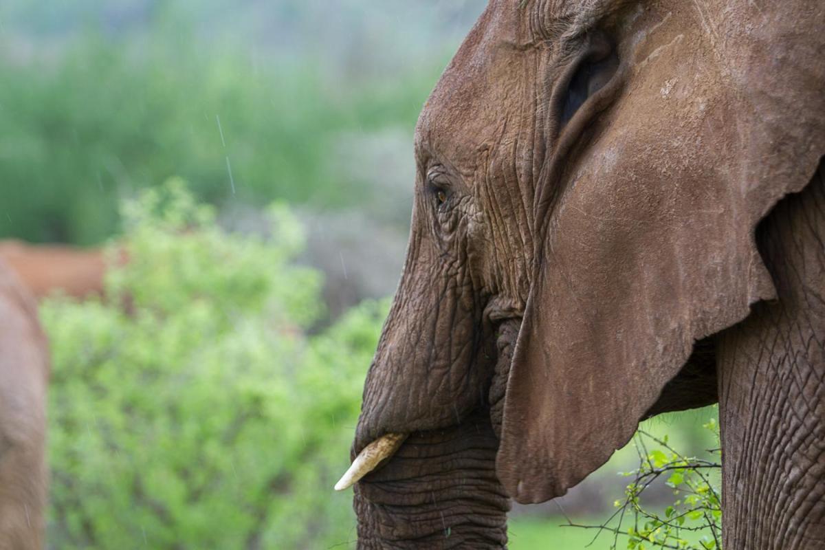 Elephant Bedroom Camp - Samburu Archers Post Exterior photo